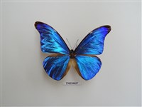 藏品(摩爾佛蝶科(二))的圖片